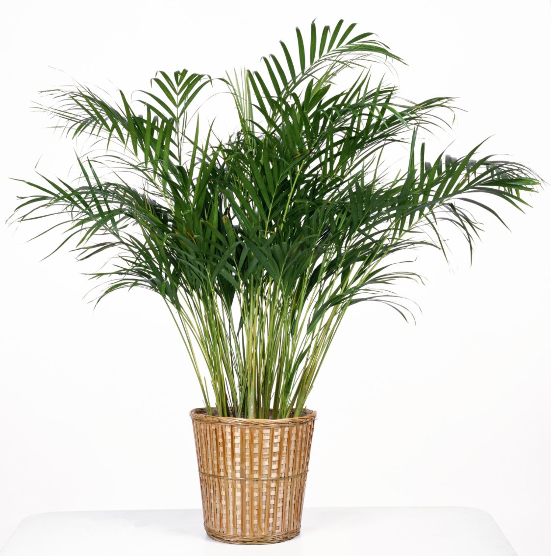 Palm Plant