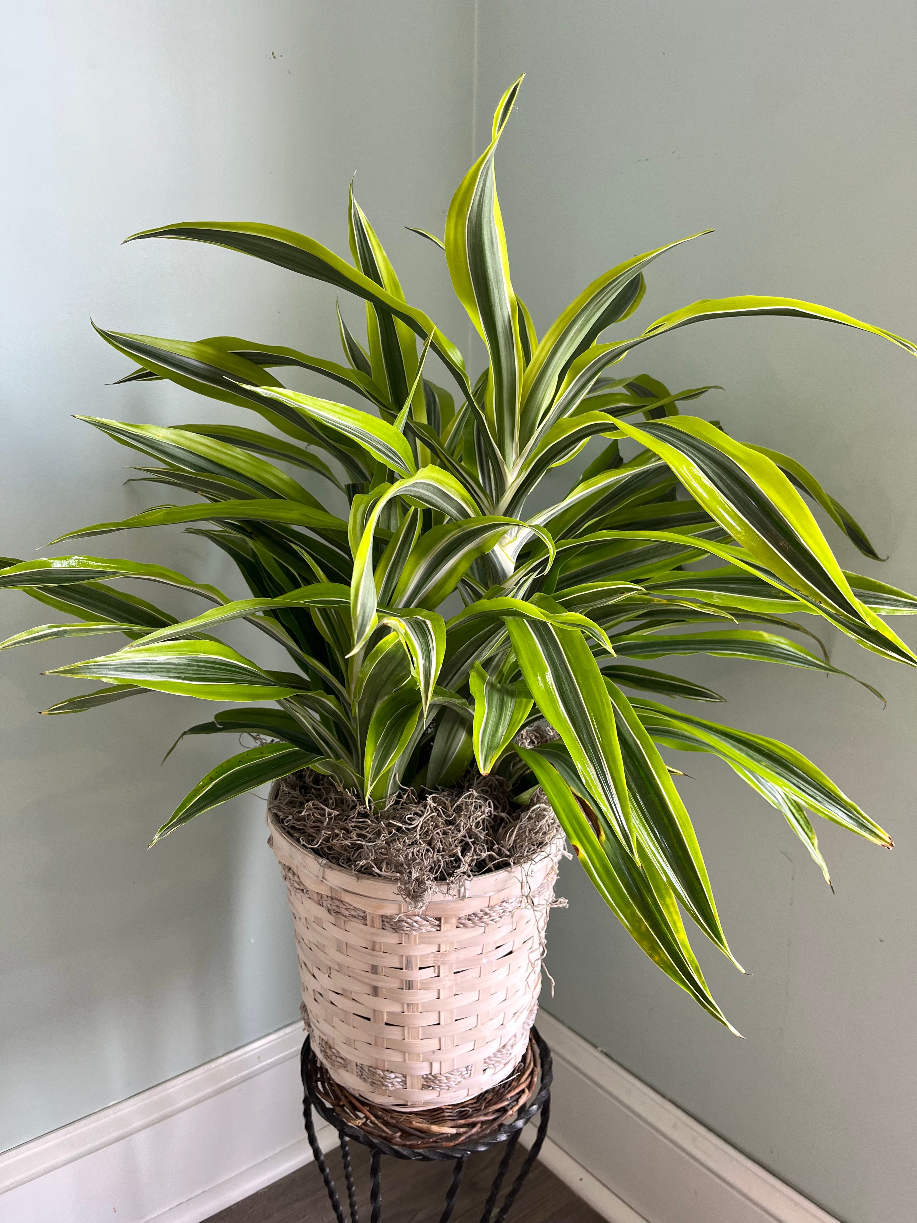 Lemon Lime Warneckii