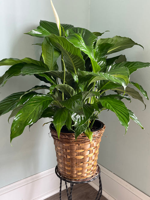 The Medium Peace Lily