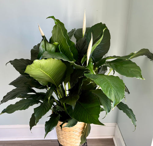 The Large Peace Lily