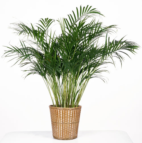 Palm Plant