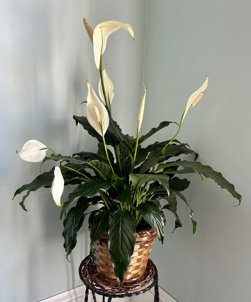 The Small Peace Lily